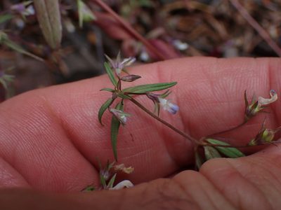 Collinsia parviflora, photographed by Shane Johnson
