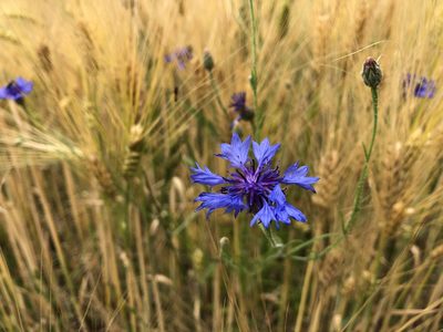 Centaurea cyanus, photographed by Jason Grant