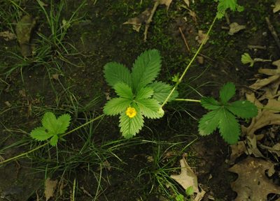 Potentilla simplex, photographed by A.L.