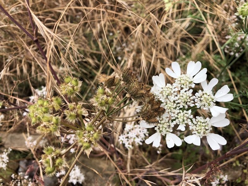 Orlaya grandiflora, photographed by Jason Grant