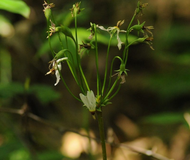 Primula meadia, photographed by A.L.