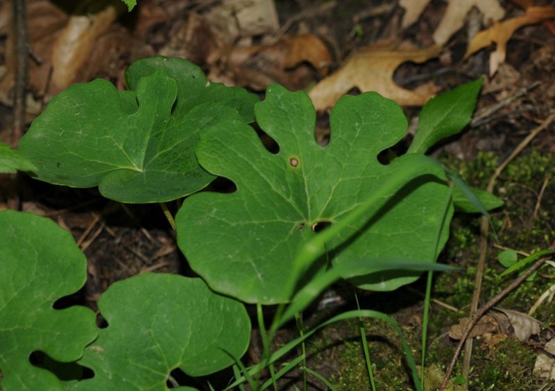 Sanguinaria canadensis, photographed by A.L.