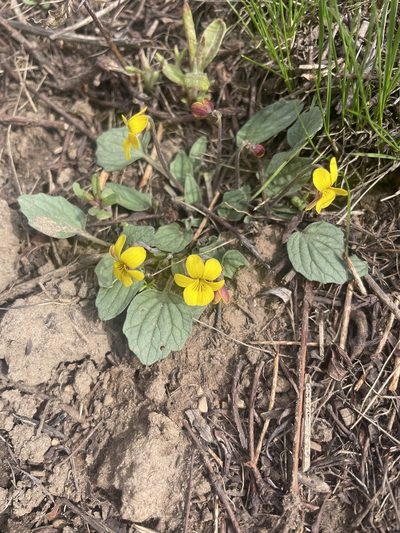 Viola utahensis, photographed by crothfels