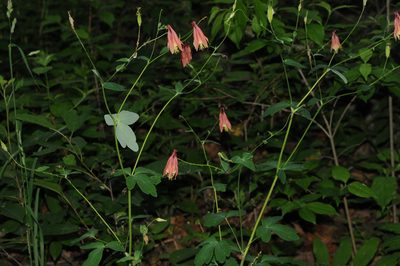 Aquilegia canadensis, photographed by A.L.