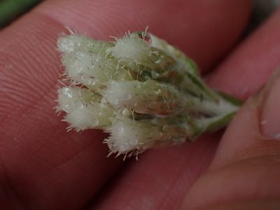 Antennaria howellii