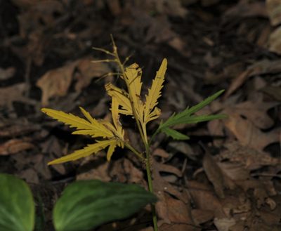 Cardamine concatenata, photographed by A.L.