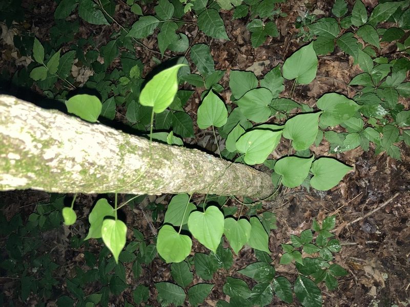 Dioscorea villosa, photographed by Joseph McPhail