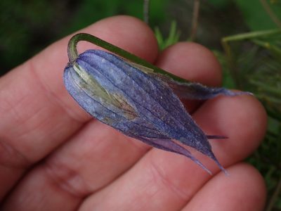 Clematis occidentalis, photographed by Shane Johnson
