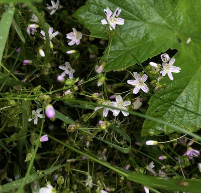 Claytonia sibirica, photographed by Hannah Hickli