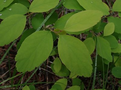 Spiraea lucida, photographed by Shane Johnson