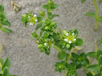 Honckenya peploides, photographed by Grzegorz Grzejszczak