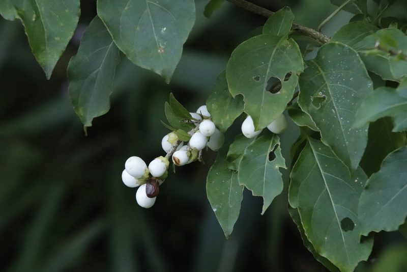 Cestrum aurantiacum, photographed by Tony Rebelo