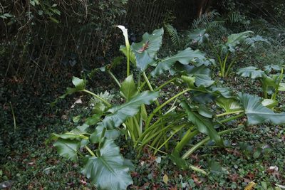 Zantedeschia aethiopica, photographed by Tony Rebelo