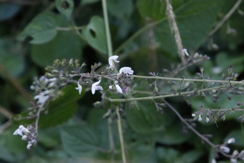 Equilabium laxiflorum, photographed by Tony Rebelo