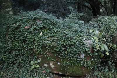 Tradescantia fluminensis, photographed by Tony Rebelo