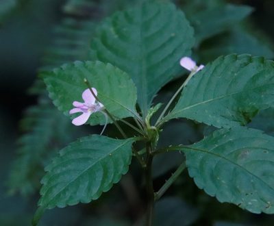 Impatiens hochstetteri, photographed by Tony Rebelo