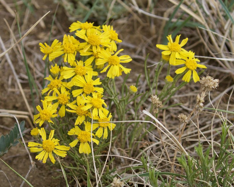 Hymenoxys richardsonii, photographed by John Krampl