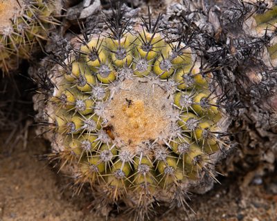 Copiapoa cinerascens, photographed by Nicolás Villaseca Merino