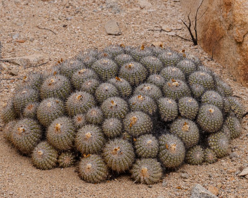 Copiapoa cinerascens, photographed by Nicolás Villaseca Merino