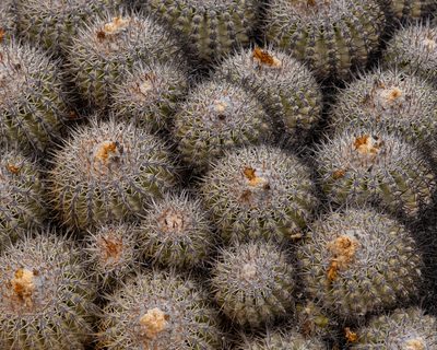 Copiapoa cinerascens, photographed by Nicolás Villaseca Merino