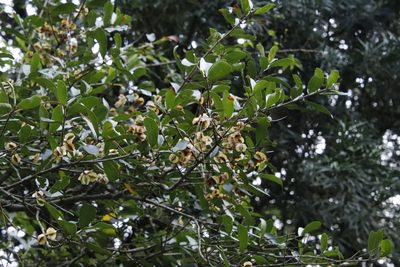 Combretum kraussii, photographed by Tony Rebelo