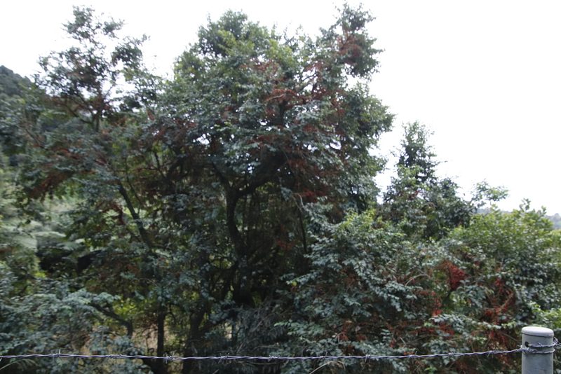 Combretum kraussii, photographed by Tony Rebelo