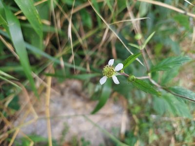 Geum canadense, photographed by Nicholas Stockmaster
