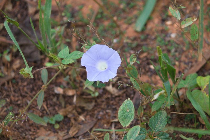 Ipomoea nil, photographed by Fernando Sessegolo
