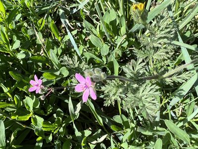 Erodium cicutarium, photographed by ladyjanaye