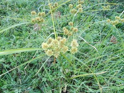 Cyperus eragrostis, photographed by Grey Smith