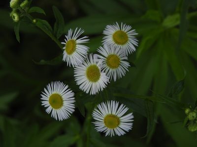 Erigeron philadelphicus, photographed by Erik Schiff