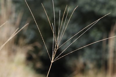 Digitaria eriantha, photographed by Tony Rebelo