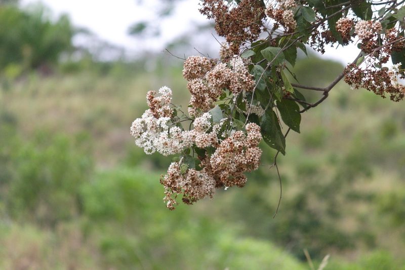 Cordia glabrata, photographed by Fernando Sessegolo
