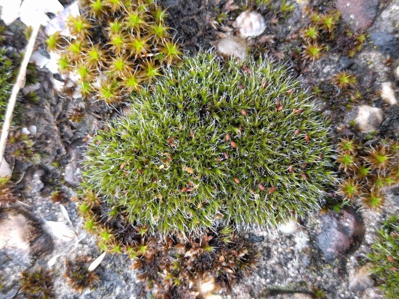 Grimmia pulvinata, photographed by Michel Langeveld