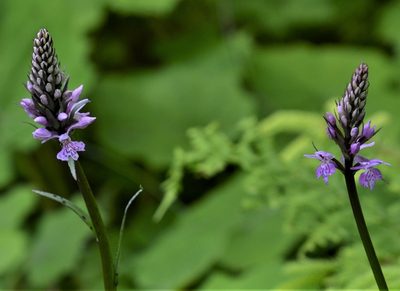 Dactylorhiza maculata, photographed by E. A.