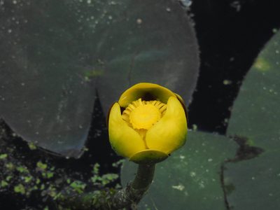 Nuphar variegata, photographed by Erik Schiff