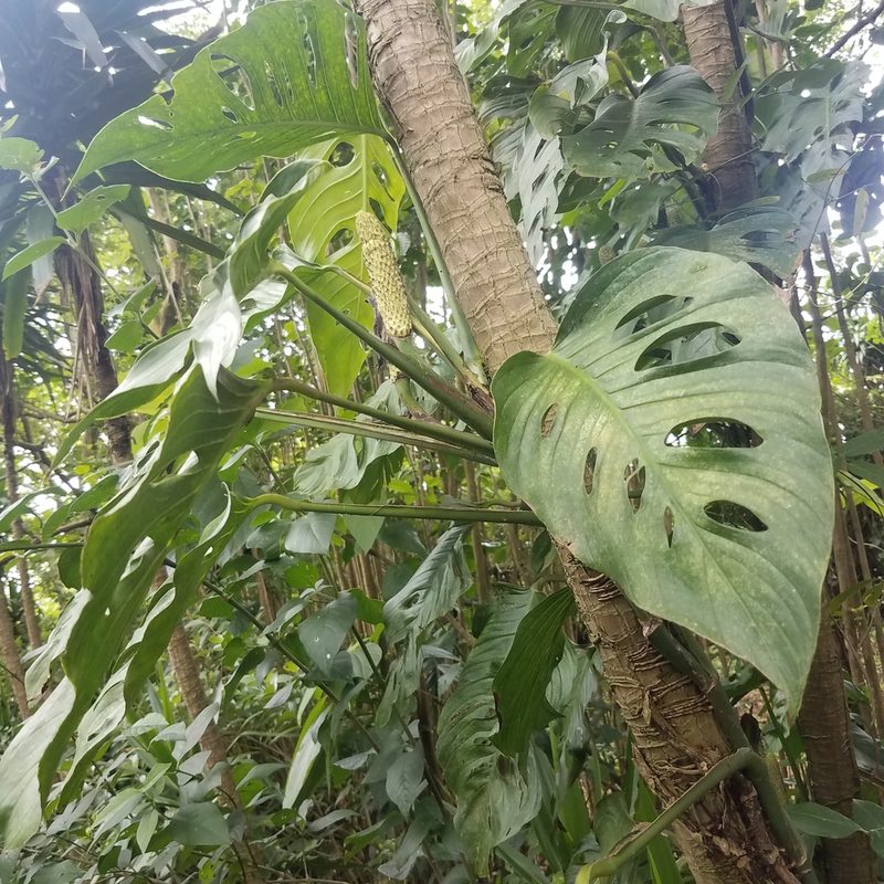 Monstera adansonii, photographed by geralg