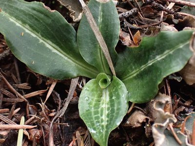 Goodyera oblongifolia, photographed by Shane Johnson
