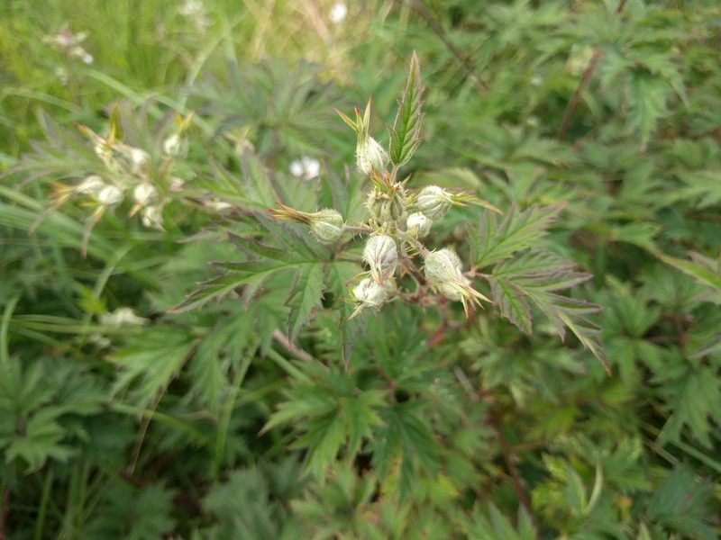 Rubus ulmifolius, photographed by Michel Langeveld