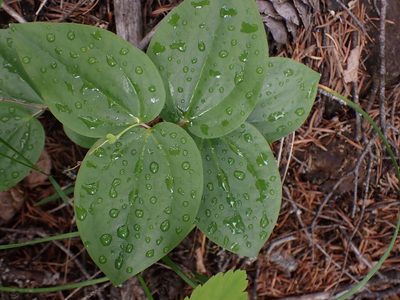 Prosartes trachycarpa, photographed by Shane Johnson