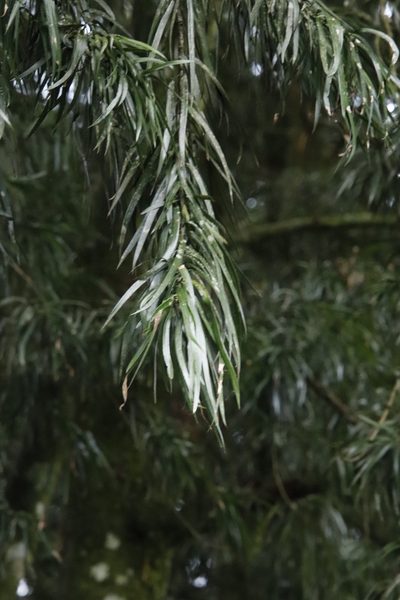 Podocarpus henkelii, photographed by Tony Rebelo