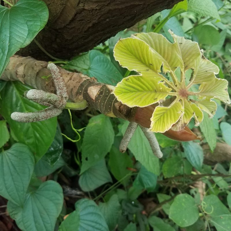 Cecropia peltata, photographed by geralg