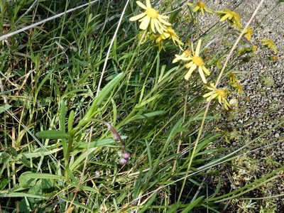 Senecio skirrhodon, photographed by Grey Smith