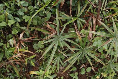 Cyperus albostriatus, photographed by Tony Rebelo