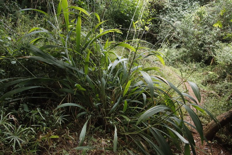 Setaria megaphylla, photographed by Tony Rebelo