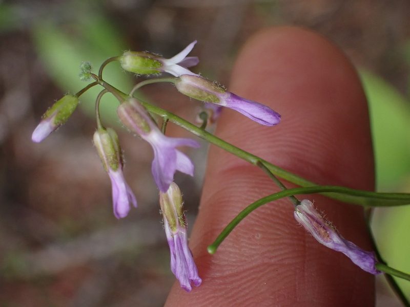 Boechera pauciflora, photographed by Shane Johnson