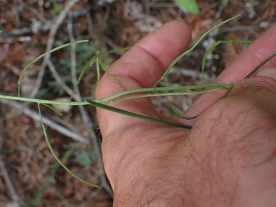 Boechera pauciflora, photographed by Shane Johnson
