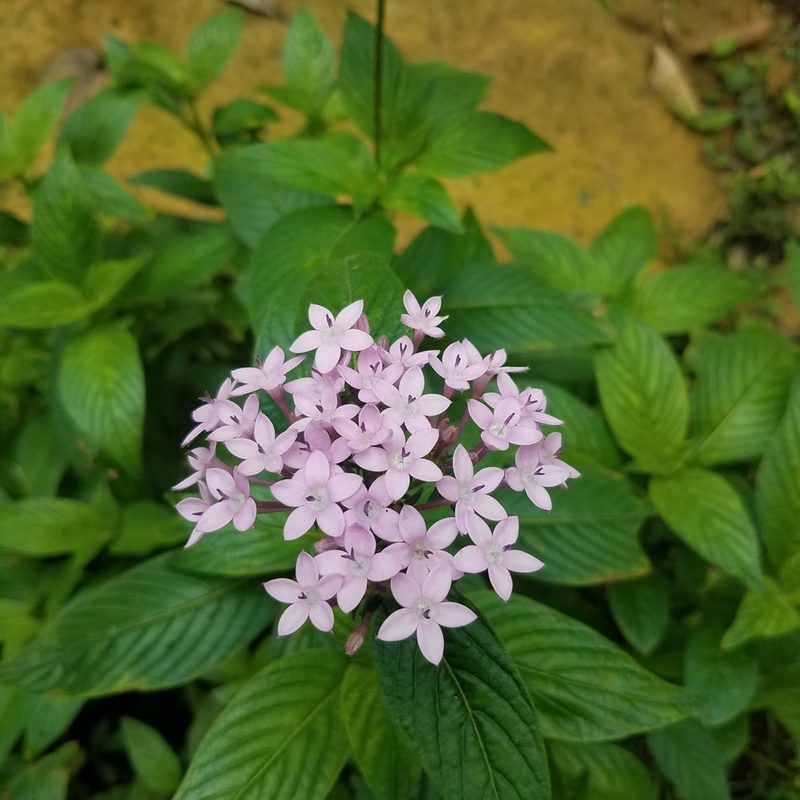 Pentas lanceolata, photographed by geralg