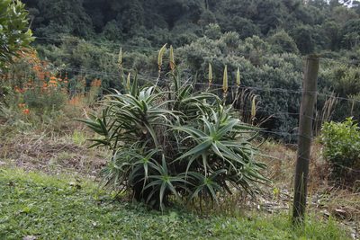 Aloe arborescens, photographed by Tony Rebelo