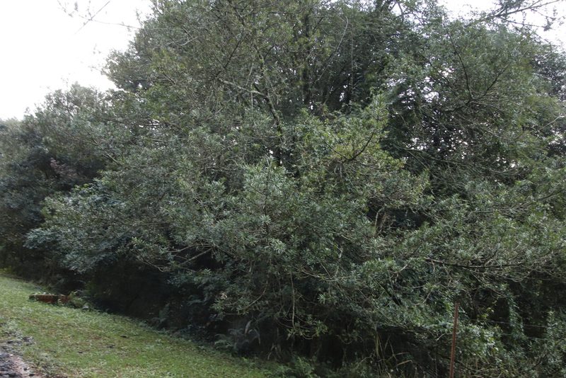 Podocarpus latifolius, photographed by Tony Rebelo
